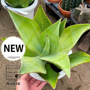 AKxi{be[j 8 vX`bN 1 AG{be[ Agave
