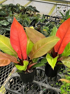 �y�P�[�X�̔��F15���z �t�B���f���h�����i�v�����X�I�u�I�����W�j 3.5�� �v���X�`�b�N�� 15���t�B���f���h�����v�����X�I�u�I�����W Philodendron prince of orange