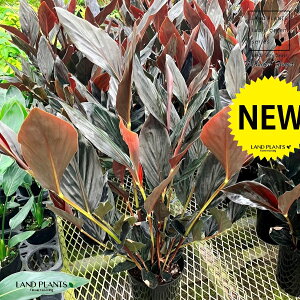 AsjAi~bhiCgWW[j 6 vX`bN 1 AsjA~bhiCgWW[ Zingiber malayensis 'Midnight Zinger'