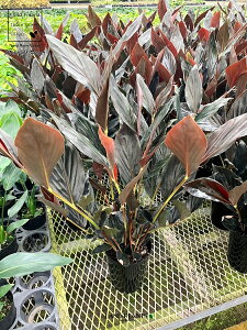 yP[X̔F6z AsjAi~bhiCgWW[j 6 vX`bN 66 AsjA~bhiCgWW[ Zingiber malayensis 'Midnight Zinger'