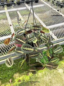 yP[X̔F3z JeAi}^j 6 vX`bN ݂蔫 3}^zX^X calathea