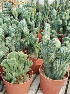 �y�P�[�X�̔��F4���z �����E�W���{�N�i�ԉ��F�e�b�J�j 5�� �v���X�`�b�N�� 4�� �T�{�e�� �~���e�B���J�N�c�X ���_�� Myrchillocactus geometorizans f. crist.