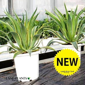 AKxixlYGj 10 vX`bN 1 AGxlYG  ڔ Agave venezuela