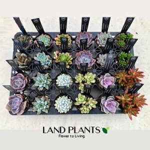 yPizAi܂ij 2.5 |bgc 1 succulent