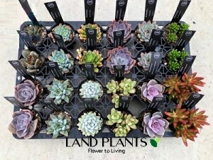 yP[X̔F24z AiMIXF܂ij 2.5 |bgc 24 succulent