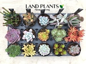 yP[X̔F15z AiStandard Collectionj 3.5 |bgc 15 succulent