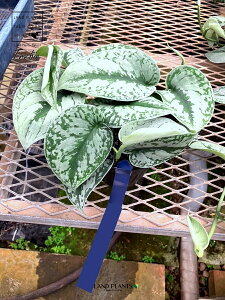 yP[X̔F12z XL_vTXigr?j 3.5 vX`bN 12 XL_vTXgr[ Scindapsus pictus'Trebie'