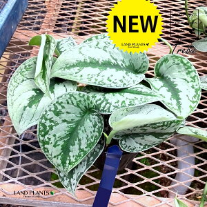 XL_vTXigr?j 3.5 vX`bN 1 XL_vTXgr[ Scindapsus pictus'Trebie'