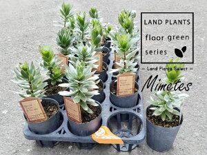 yP[X̔F15z~eXiNbJ[WbNVo[j 3 |bgc 15 ~eXNbJ[WbNVo[ Mimetes cucullatus 'Crackerjack silver'