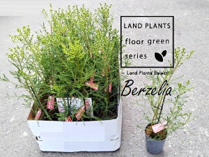 yP[X̔F24z o[[AisbRj 3 |bgc 24 o[[AsbR BERZELIA ePICCOLOf