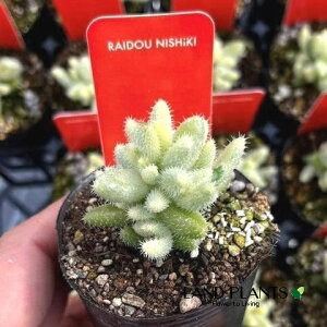 fXy}iсFChEjVLj 2 |bgc 1 ZȃfXy}̑A Delosperma echinatum