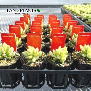 yP[X̔F20z fXy}iсFChEjVLj 2 |bgc 20 ZȃfXy}̑A Delosperma echinatum