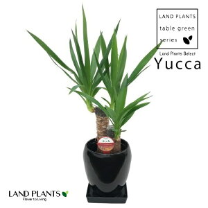hZiibJEGt@eByXj 1 ی^ 퐻 Aؔ F 5 yucca
