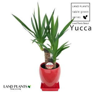 hZiibJEGt@eByXj 1 ی^ 퐻 Aؔ ԐF 5 yucca