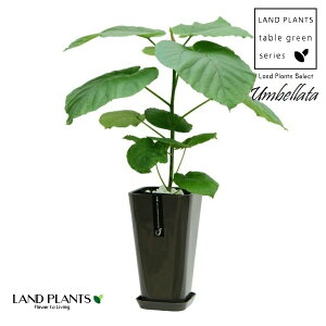 tBJXiEx[^j p^ X^CbV v F 1 tBJXEx[^ S̖ S Ficus umbellata