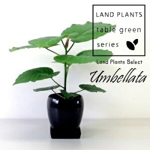 tBJXiEx[^j ی^ 픫 F 1 tBJXEx[^ S̖ S Ficus umbellata
