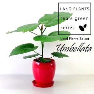 フィカス(ウンベラータ) 丸型 陶器鉢 赤色 1鉢 フィカスウンベラータ ゴムの木 ゴム Ficus umbellata