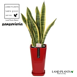 �T���X�x���A�i���[�����`�j �p�^ �X�^�C���b�V�� �v���� �ԐF 1�� �T���Z�x���A �g���m�I sansevieria