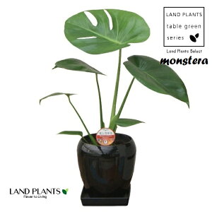 �����X�e���i�f���V�I�T�j 5�� �ی^ ���픫 ���F 1�� �z�E���C�V���E Monstera