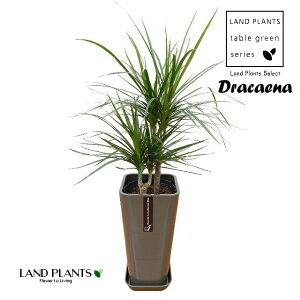 hZiiRVij 6 p^ X^CbV v F 1 RVl dracaena