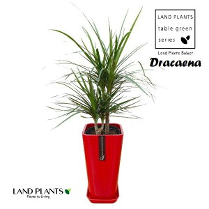 hZiiRVij 6 p^ X^CbV v ԐF 1 RVl dracaena