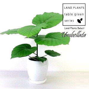 tBJXiEx[^j ی^ 픫 F 1 tBJXEx[^ S̖ S Ficus umbellata