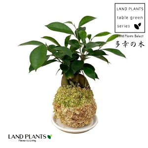 KW}iۋʁF܁j 3 ۋʎd 1 ܂  K̖ LWi[  חt  Վ  Ficus microcarpa