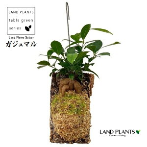 KW}iwSj 3 Ǌ|d 1 ܂  K̖ LWi[  חt  Վ  Ficus microcarpa