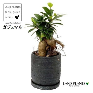 KW}ij x RXW 픫 F 1 ܂  K̖ LWi[  חt  Վ  Ficus microcarpa