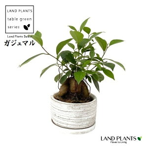 �K�W���}���i�����j ���x ��^ ���픫 ���F 5�� 1�� ������܂� ���� ���K�̖� �L�W���i�[ ���� �חt�� ���� �Վ� ����� Ficus microcarpa