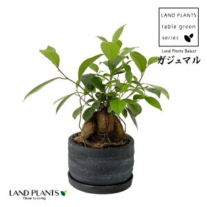 �K�W���}���i�����j ���x ��^ ���픫 ���F 5�� 1�� ������܂� ���� ���K�̖� �L�W���i�[ ���� �חt�� ���� �Վ� ����� Ficus microcarpa