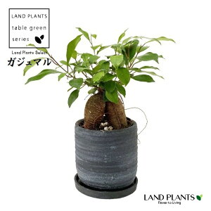 KW}ij x ^ 픫 F 5 1 ܂  K̖ LWi[  חt  Վ  Ficus microcarpa