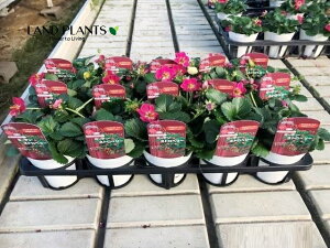 yP[X̔F15z C`SiK[fXgx[FlGj 3.5 vX`bNc 15 Strawberry