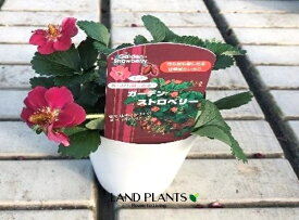 イチゴ（ガーデンストロベリー：四季成り） 3.5号 プラスチック苗 1鉢 Strawberry