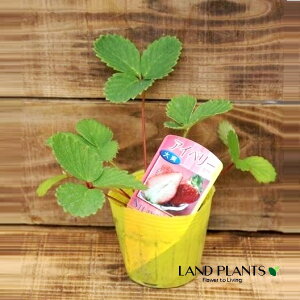 yP[X̔F28z C`SiACx[j 3 vX`bNc 28 Strawberry