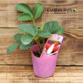 【ケース販売：28入】 イチゴ（アキヒメ） 3号 プラスチック苗 28鉢 章姫 Strawberry