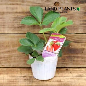 yP[X̔F28z C`SiICCx[j 3 vX`bNc 28 ICV[x[ Strawberry