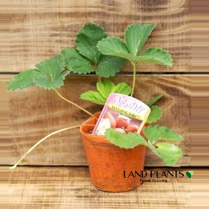 yP[X̔F28z C`SiT`mJj 3 vX`bNc 28 Strawberry