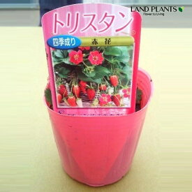 【ケース販売：28入】 イチゴ（トリスタン） 3号 プラスチック苗 28鉢 Strawberry