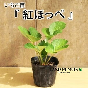 yP[X̔F28z C`SixjzbyFgق؁j 3 vX`bNc 28 Strawberry