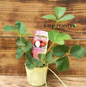 【ケース販売:28入】 イチゴ(ホウコウワセ:宝交早生) 3号 プラスチック苗 28鉢 Strawberry