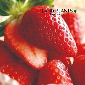 yP[X̔F28z C`Sibhp[FACx[ƂƂ̂̌zj 3 vX`bNc 28 Strawberry