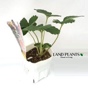 yP[X̔F15z C`Si~mNj 4 vX`bNc 15 Strawberry