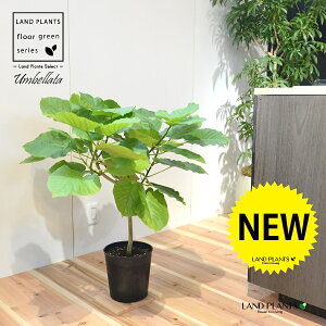 Ex[^ c؁iR`j 7 vX`bN |bgc 1 H90cmx uTCY ^ tBJXEx[^ S̖ S Ficus umbellata