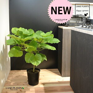 Ex[^ c 7iR`j vX`bN |bgc 1 H90cmx uTCY ^ tBJXEx[^ S̖ S Ficus umbellata