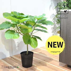 Ex[^ c؁iR`j 7 vX`bN |bgc 1 H90cmx uTCY ^ tBJXEx[^ S̖ S Ficus umbellata