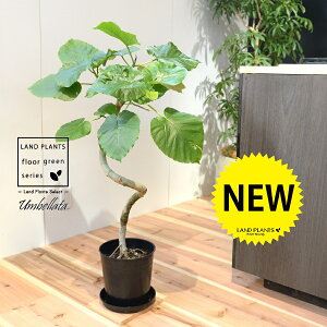 ウンベラータ 苗木(3Dカーブ 曲がり) 7号 プラスチック ポット苗 1鉢 H90cm程度 床置きサイズ 大型 フィカスウンベラータ 螺旋 ラセン ゴムの木 ゴム Ficus umbellata