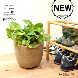 |gXiFI[Aj fUC̗ǂ eRb^ 1 H35cmx yMZbgz uTCY ^ Gsvk IESJY   Pothos