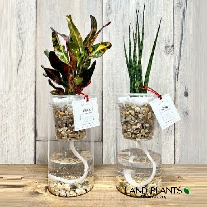 楽天市場】【ケース販売：24入】 【水耕栽培】 ハイドロカルチャー 