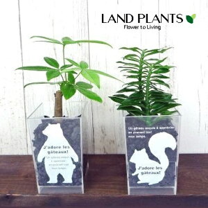 yk͔|z nChJ`[ i܂ϗtj Y Aj}O[ Y XNGA^ vX`bN 1 Hydroculture